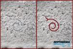 Marques de picapedrer<br>Castell de Bellpuig d'Urgell: Cargol (esquematització de) / Espiral Autor: Jordi Bibià Marques de picapedrer<br>Castell de Bellpuig d'Urgell: Cargol (esquematització de) / Espiral Autor: Jordi BibiÃ
