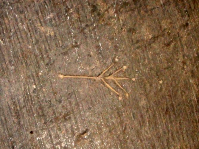 23.6.2017 Arbre tombat?  Església de St. Miquel. Castelló de Frafanya -  Jordi Bibià