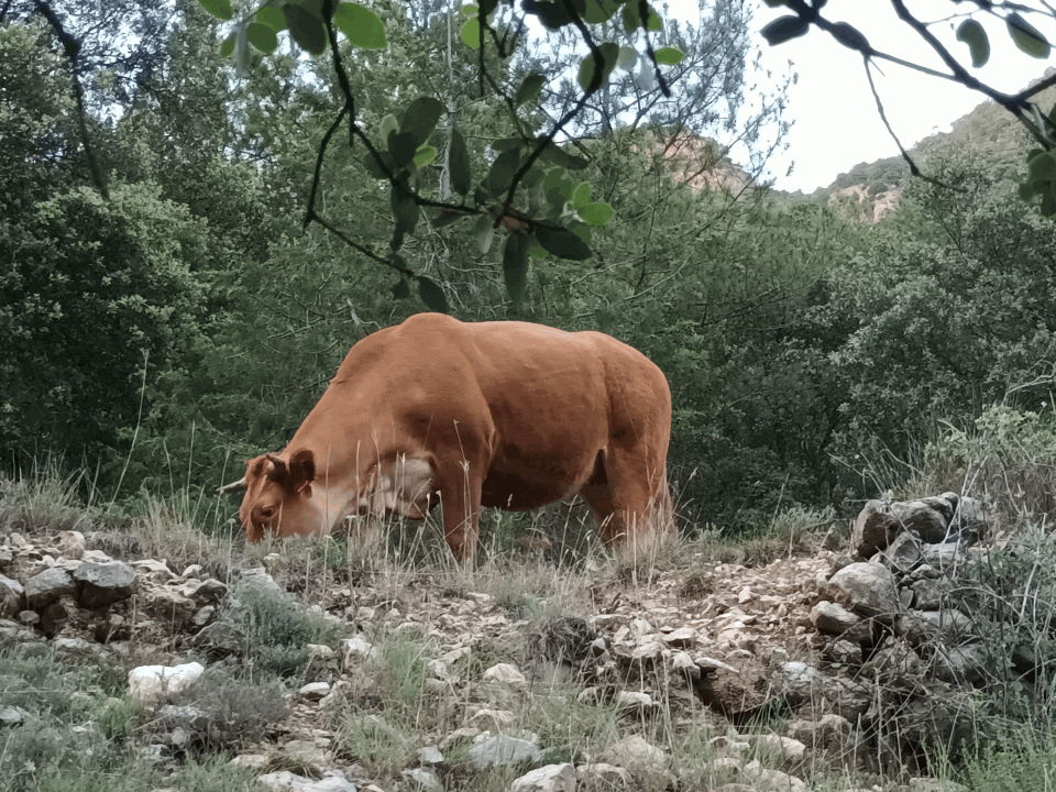 • Els càtars, possiblement, els primers animalistes europeus a l’Edat Mitjana