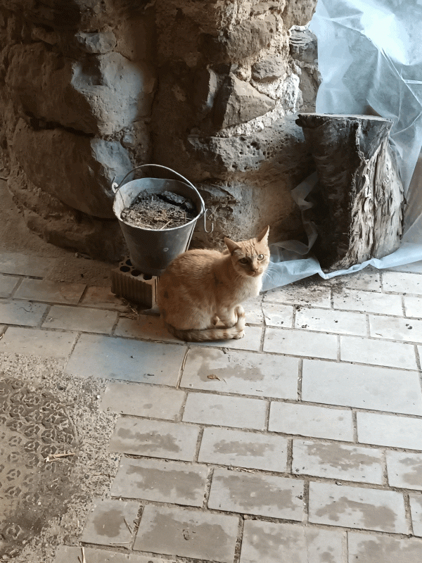 • Els càtars, possiblement, els primers animalistes europeus a l’Edat Mitjana